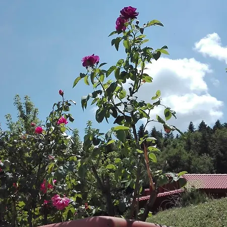 Livadaki Village - δασικό χωριό λιβαδάκι 3* Karpeníszi